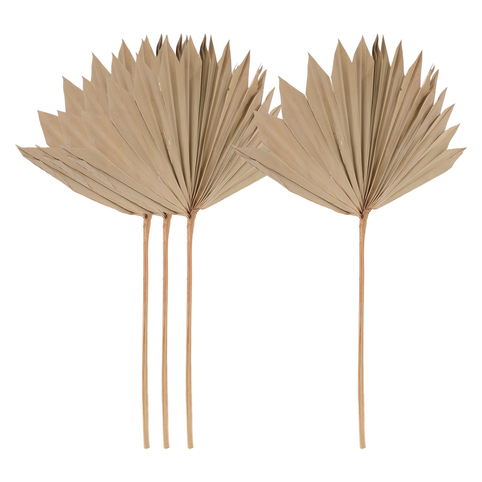 Palm Leaf Dried - Dried Palm Leaf Decor 4Pcs Natural