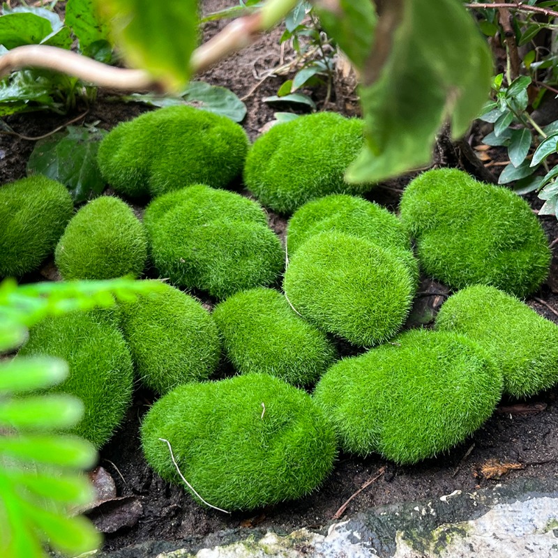 100/5PCS Artificial Moss Rock  - Preserved Moss Sheet review and price