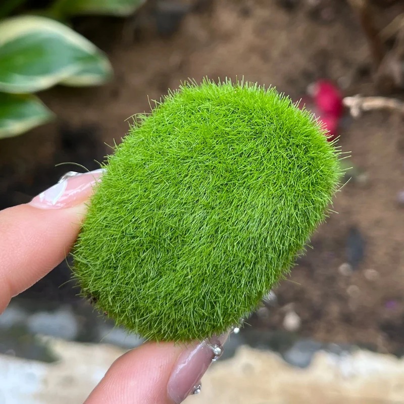100/5PCS Artificial Moss Rock  - Preserved Moss Sheet review and price