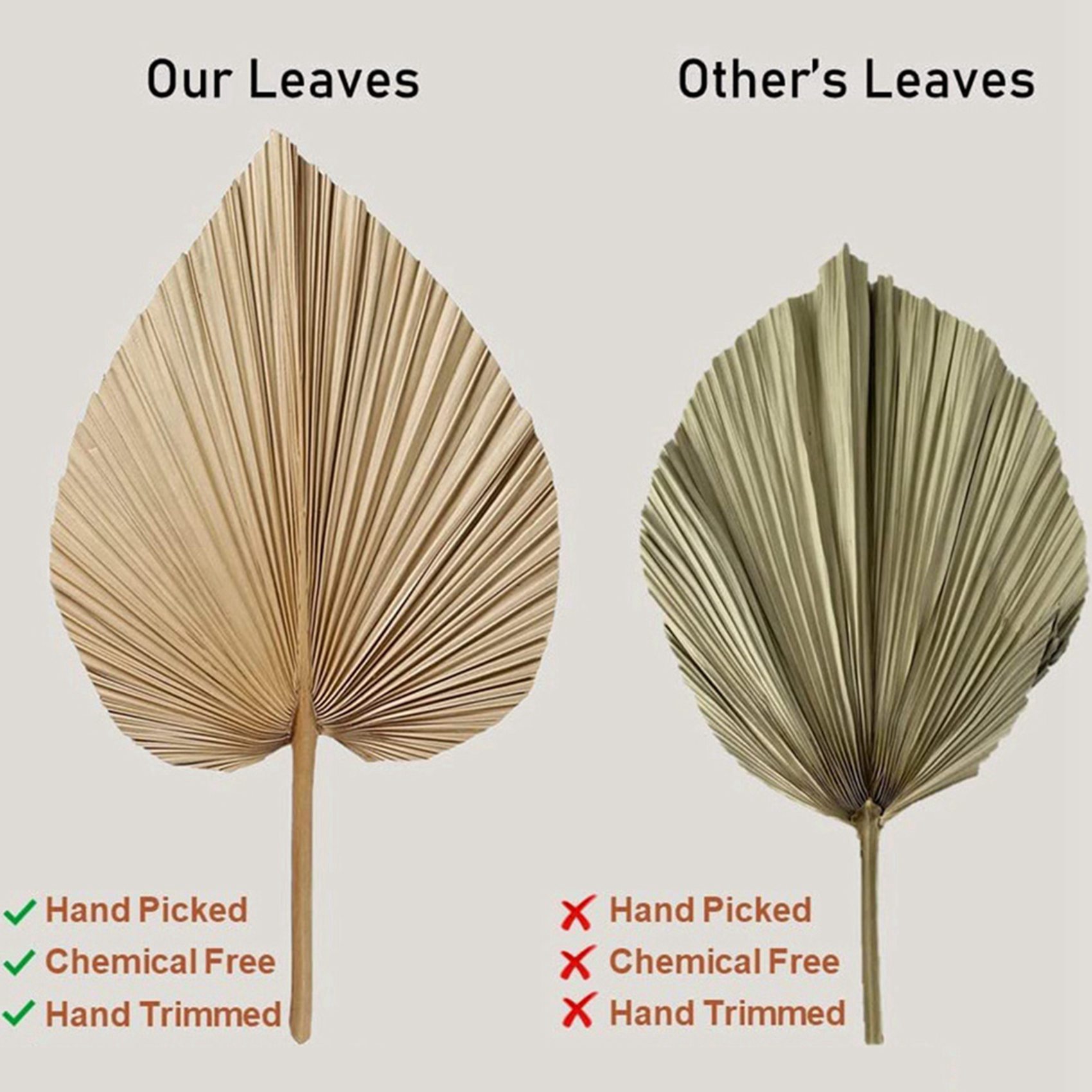8 Pieces Natural Dried Palm Le - Palm Leaf Dried review and price