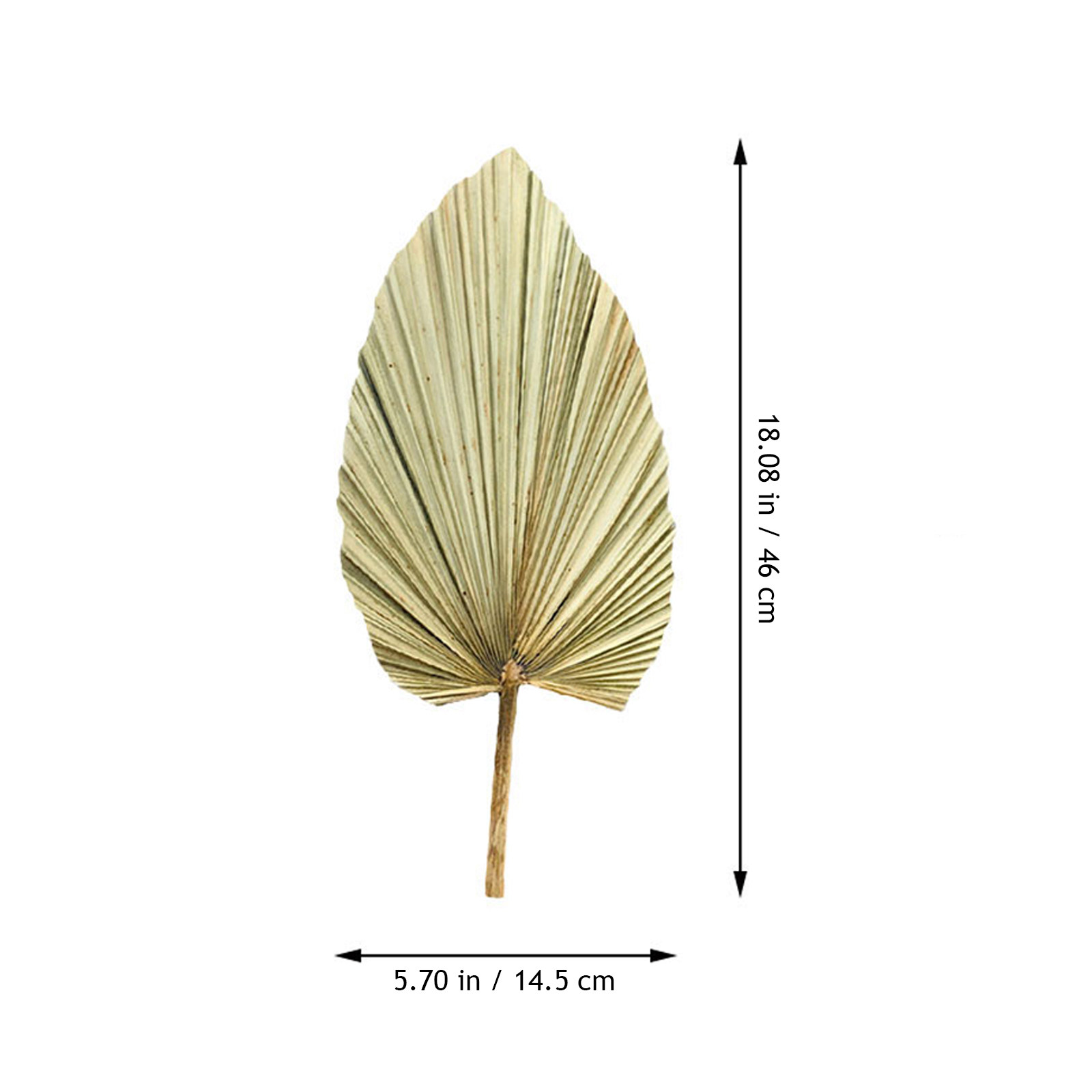 1Pcs Vivid Palm Leaf Decor Nat - Palm Leaf Dried review and price