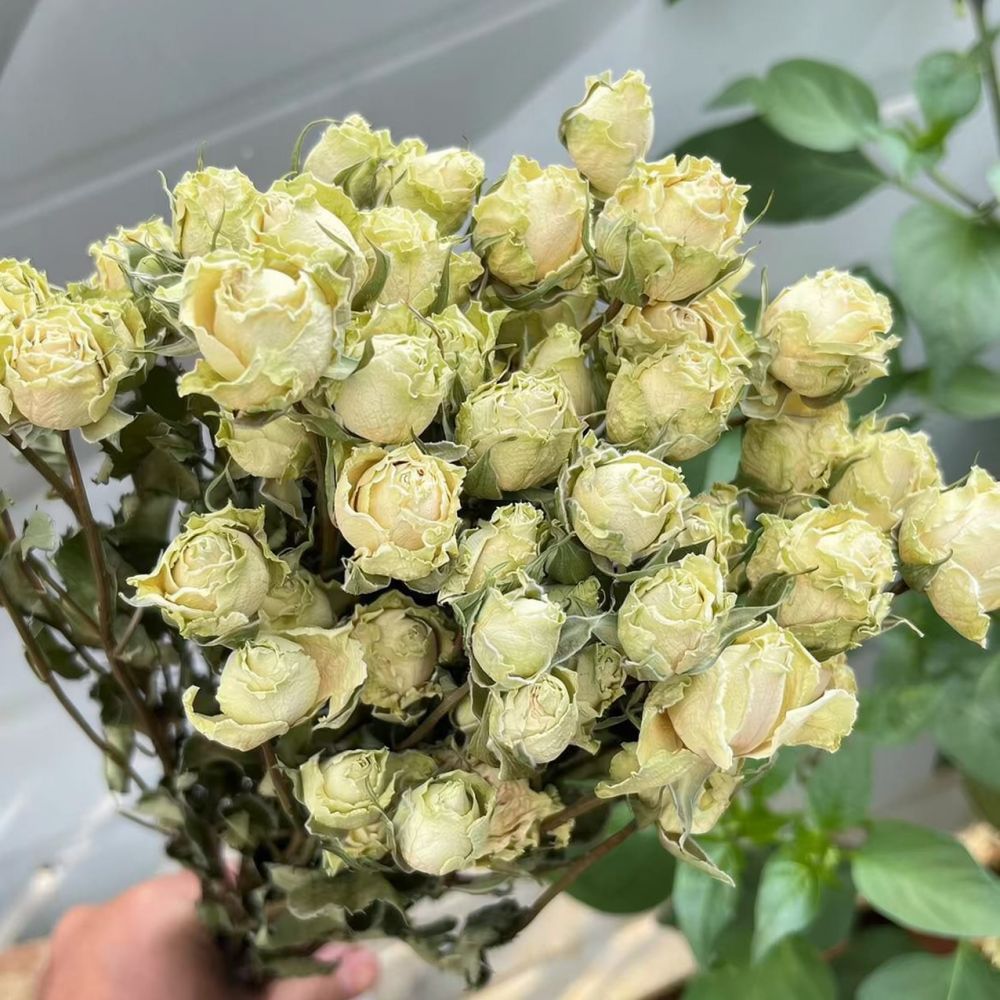 Real Preserved Roses Dried Flo - Dried Flower Bunch review and price