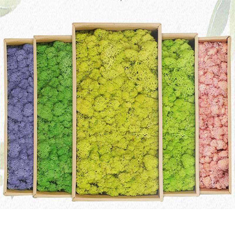 20g Artificial Green Moss Plan - Preserved Moss Sheet review and price