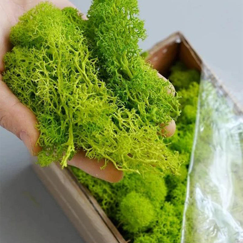 20g Artificial Green Moss Plan - Preserved Moss Sheet review and price
