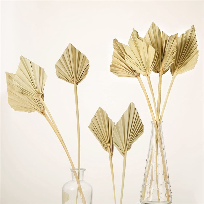 ABYN-Boho Dried Palm Spears Sm - Palm Leaf Dried review and price
