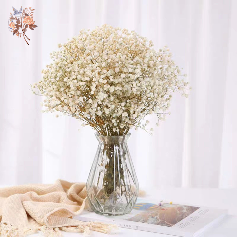 60g Dried Baby Breath Flower B - Eucalyptus Preserved review and price