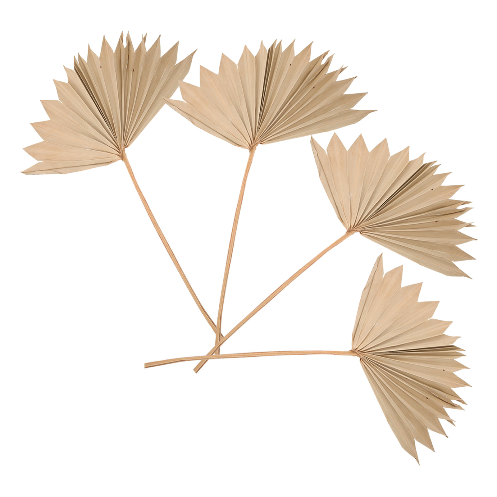 4Pcs Dried Palm Leaf Ornament  - Palm Leaf Dried review and price