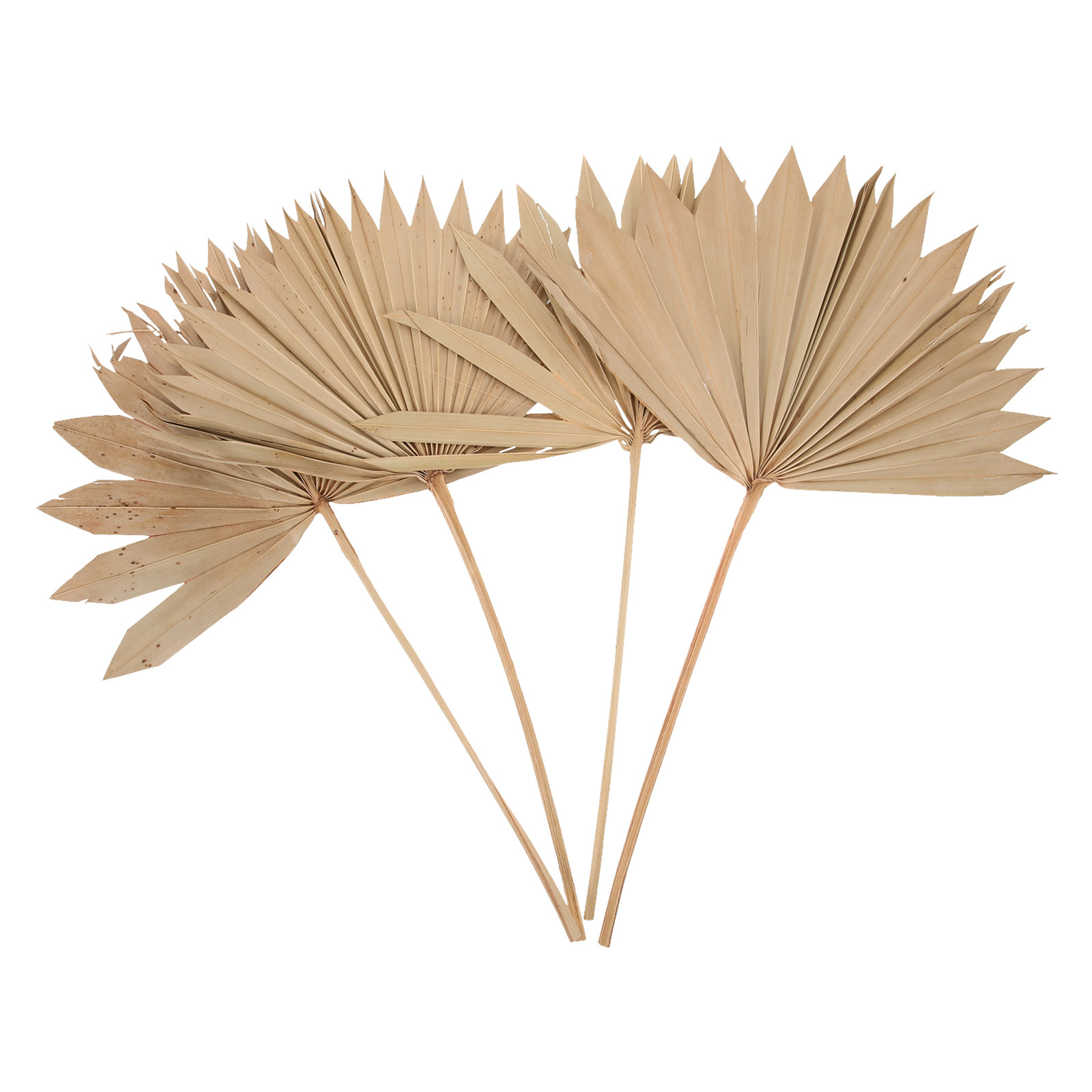 Dried Palm Leaf Decor 4Pcs Nat - Palm Leaf Dried review and price
