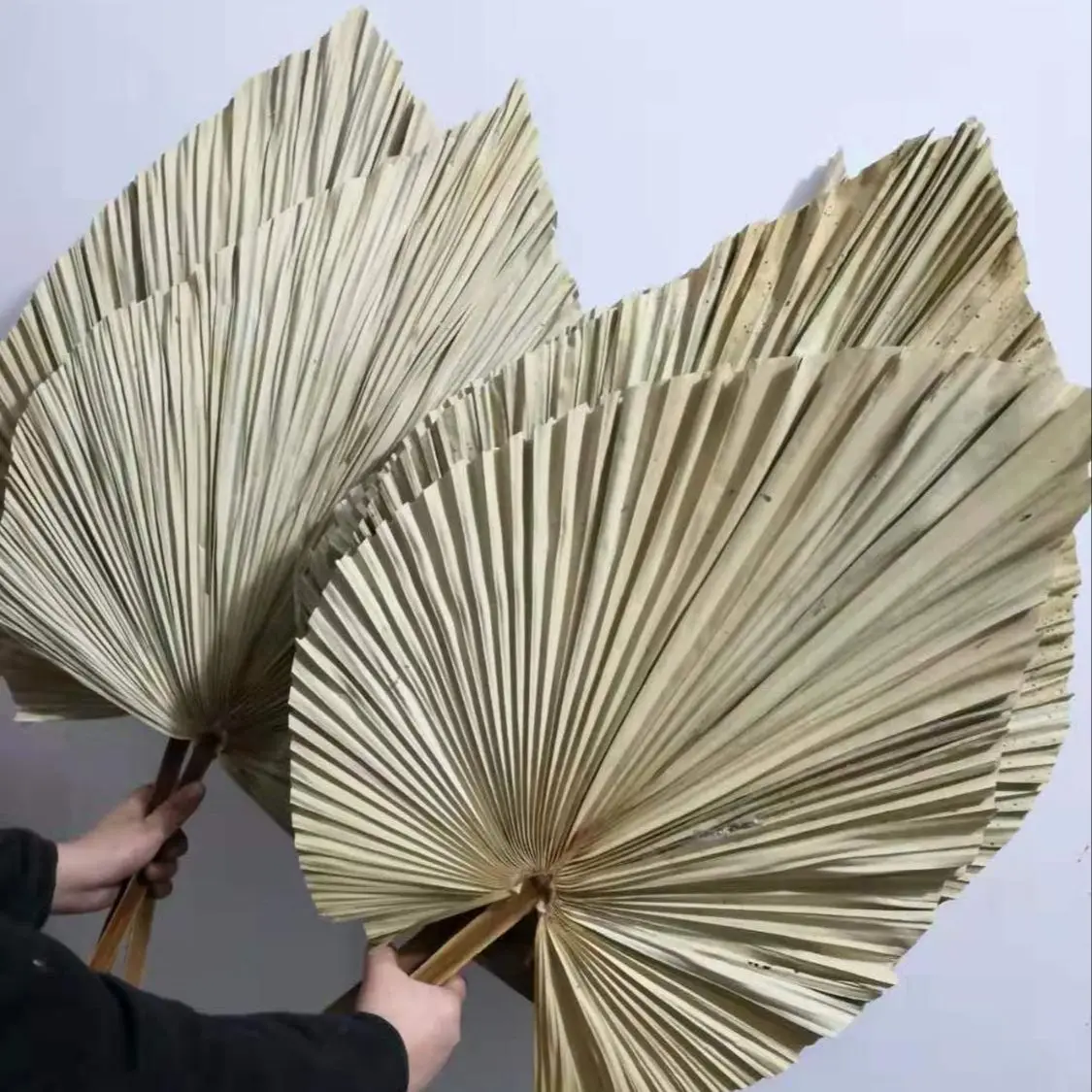 Natural Dried Palm Leaves, DIY - Palm Leaf Dried review and price