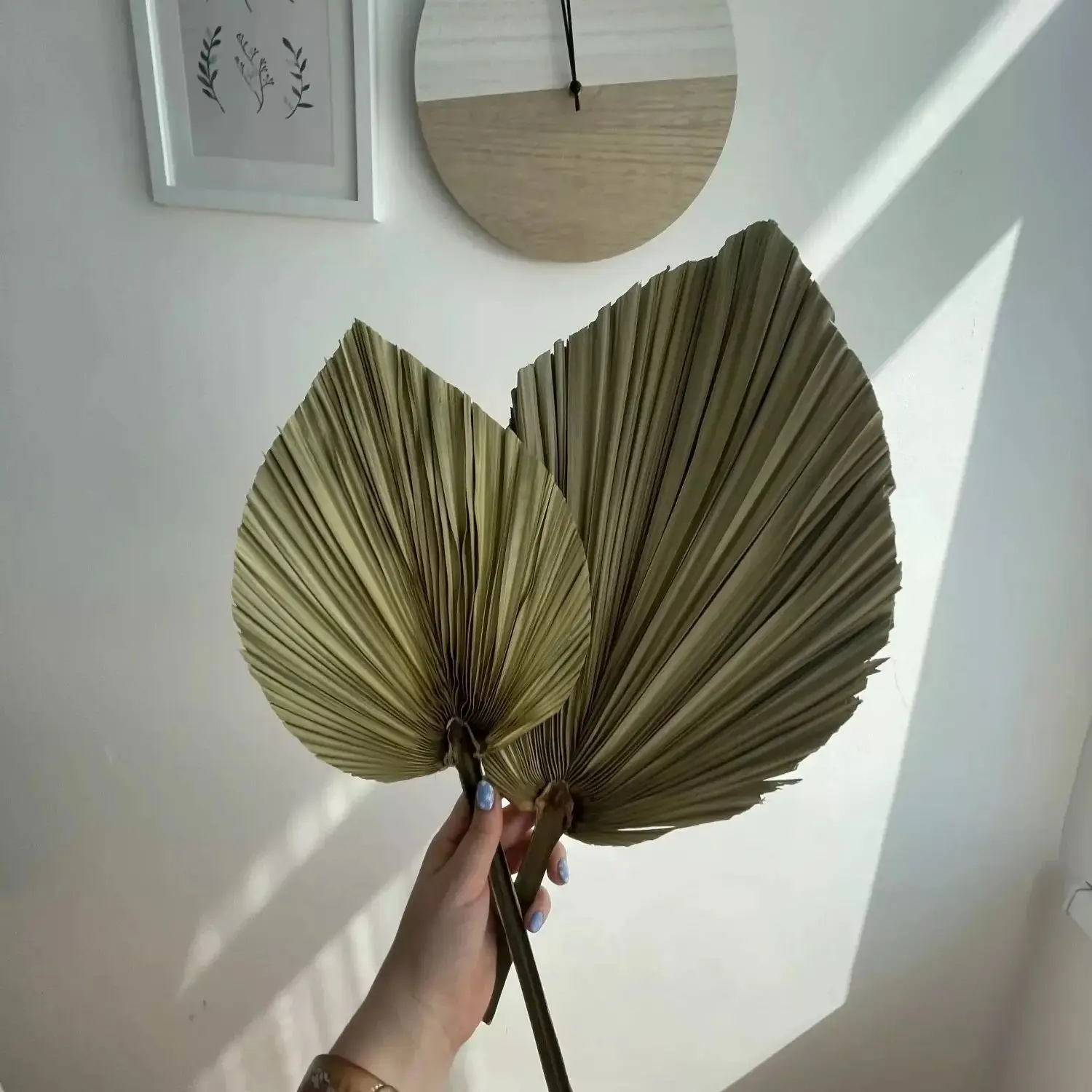 Natural Dried Palm Leaves, DIY - Palm Leaf Dried review and price